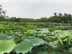 -御林古桑园