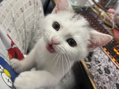 -lincat·猫舍(广州店)