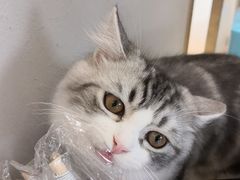 -飞行喵MR PILOT|猫舍·猫咖(静安大融城店)