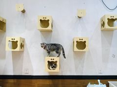 -猫色咖啡·猫咖