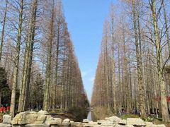 -东平国家森林公园