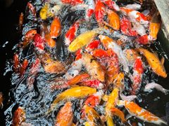-上海大自然野生昆虫馆(东方明珠·爬宠昆虫探索中心)