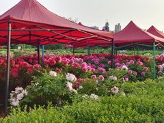 -洛阳市隋唐城遗址植物园