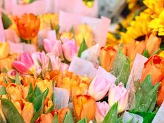 -越秀西湖花市(广州城市广场花卉店)