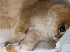 -美联众合动物医院·24h京西诊疗中心