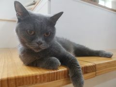 -李小姐の猫咖啡馆(五角场店)