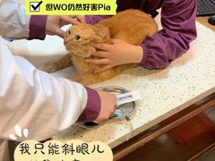 -宠爱国际动物医院·消化内科·心肾内科·ISFM猫友好(望京店)