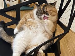 -滚猫咖啡·猫咖·猫友好撸猫(未来城店)