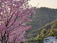 -灵光寺