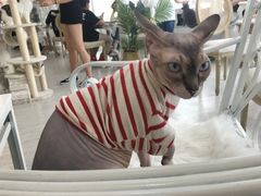 -共舞时光猫咖·狗咖(新街口店)
