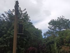 -西双版纳原始森林公园