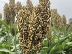 -三圣花乡旅游区