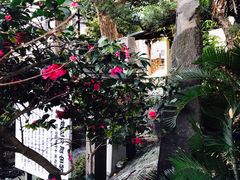 -难波八坂神社