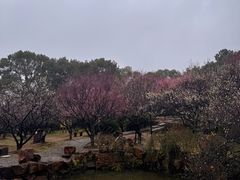 -香雪海