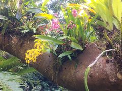 -深圳仙湖植物园