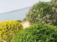 -丁香湖公园