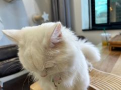 -楼上猫咖(罗湖店)
