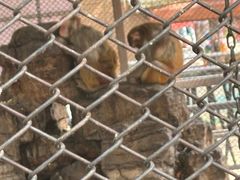 -长白岛森林公园