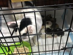 -安安宠医宠物医院·异宠·犬猫内科(岳阳分院)