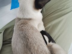 -喵的天空名猫咖啡馆·撸猫·猫舍·用品