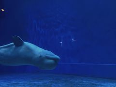 -芜湖新华联大白鲸海洋公园