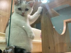 -BABIT巴比特宠物(MOMOPARK店)