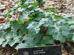 -昆明植物园