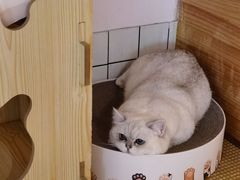 -喵屿·大理花园猫咖