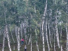 -塞罕坝国家级自然保护区