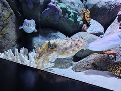 -新加坡海洋生态馆
