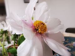 -盒马鲜生(双清路店)