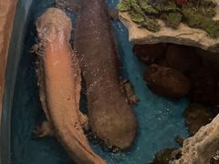 -西双版纳原始森林公园