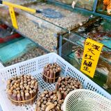 【深圳海鲜超市】现捞现杀生猛海鲜，人来人往批发档口