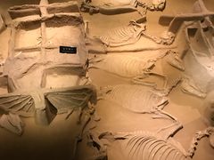 -洛阳周王城天子驾六博物馆