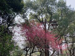 -杭州植物园