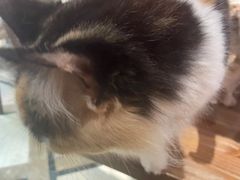 -猫色咖啡·猫咖