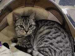 -伟伟宠物医院·CT影像中心·瑞派犬猫综合性门诊(汉口总院)