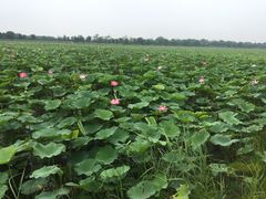 -西青郊野公园