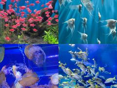 -海合安武汉极地海洋公园