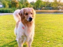 -前小桔亲子创意农场·草莓采摘·露营烧烤