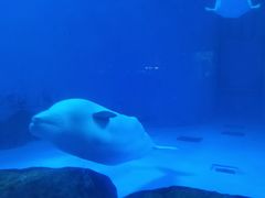 -海合安成都极地海洋公园