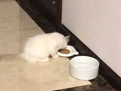 -lincat·猫舍(广州店)