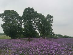 -西京湾花海