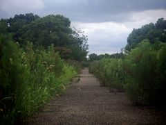 -西京湾花海