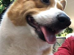 -1013 PET SHOP精品宠物商店(丁香店)