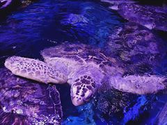 -海合安武汉极地海洋公园