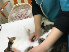 -创凡宠物医院·骨专科  猫科中心(西乡分院)