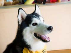 -Husky Go! 哈士奇体验馆·宠物咖啡厅狗咖