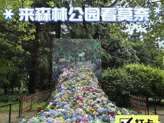 -上海共青森林公园