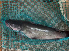 -古城苗家土菜馆(河景餐厅店)